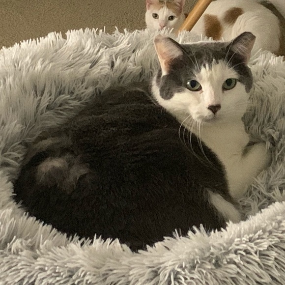 Bear - Picture 7 of 16